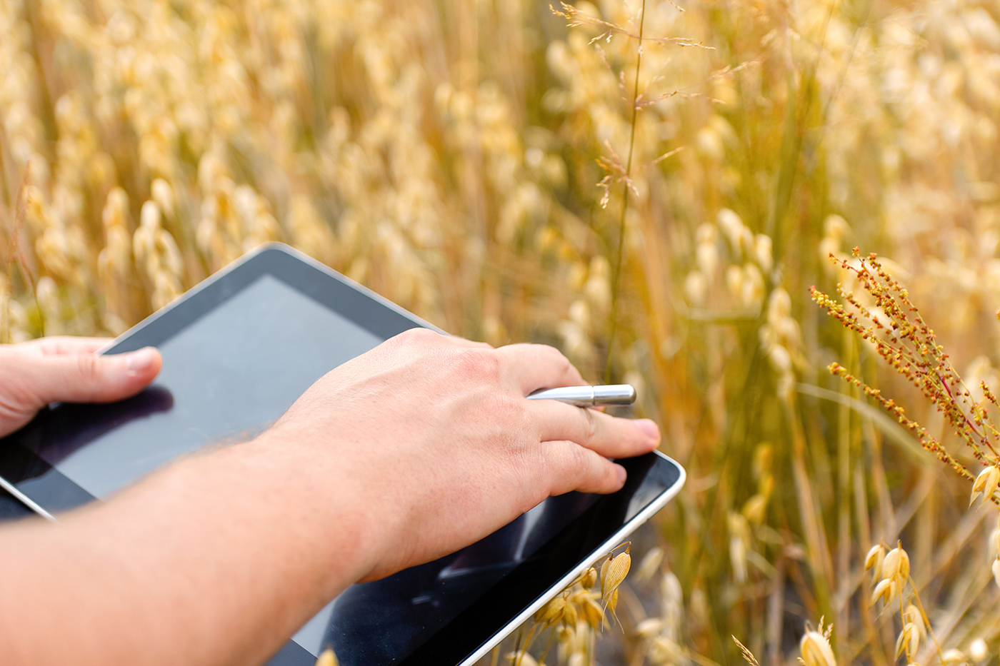 close up of farmer's hand holding an ipad